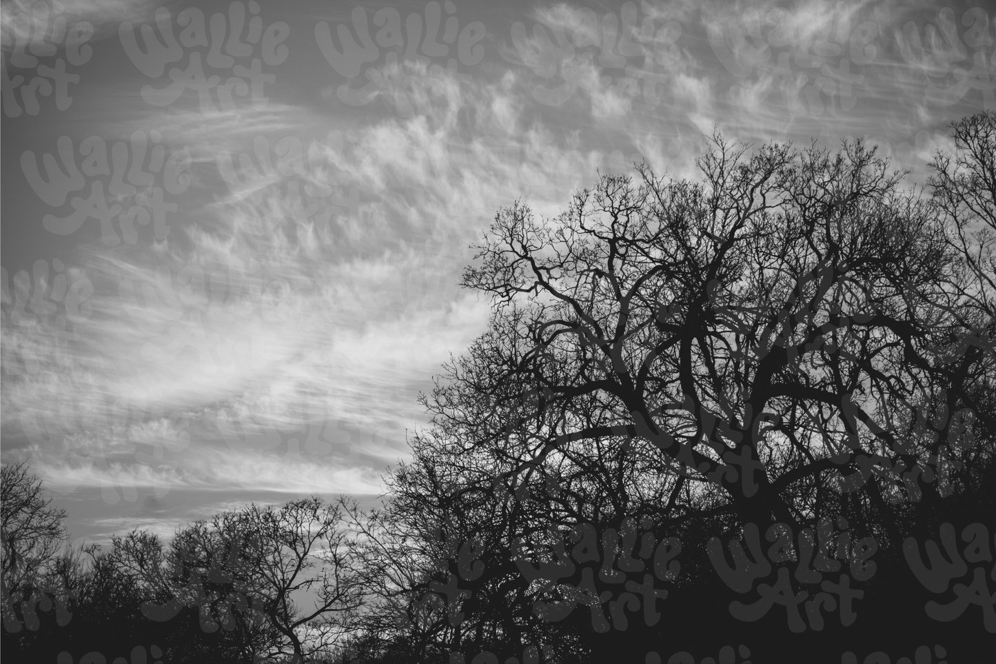 Old Large Tree | Texas | Black & White | Stock Photo Digital Download | Personal & Limited Commercial License