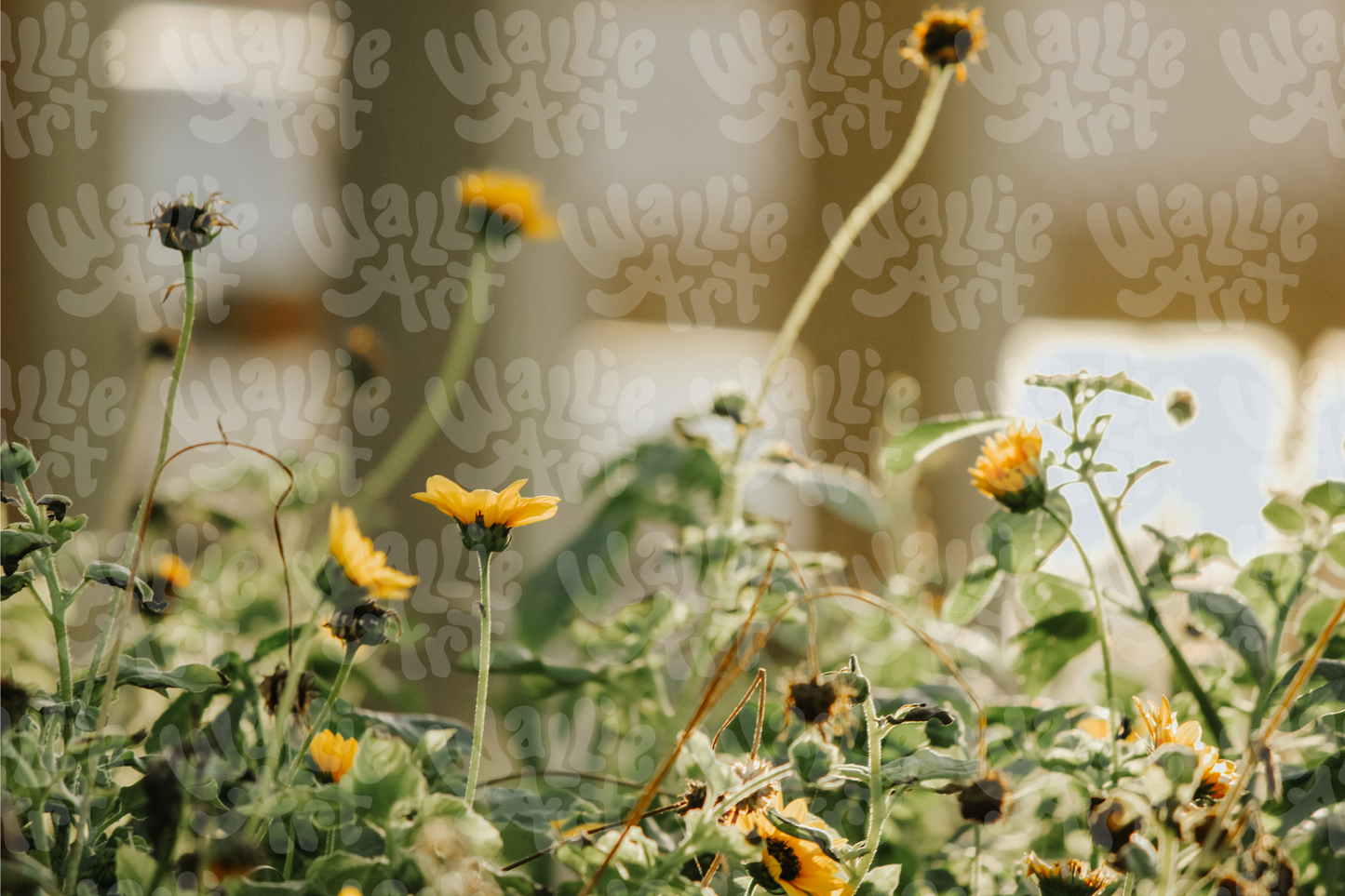 Dawn Wildflowers | Stock Photo Digital Download | Personal & Limited Commercial License