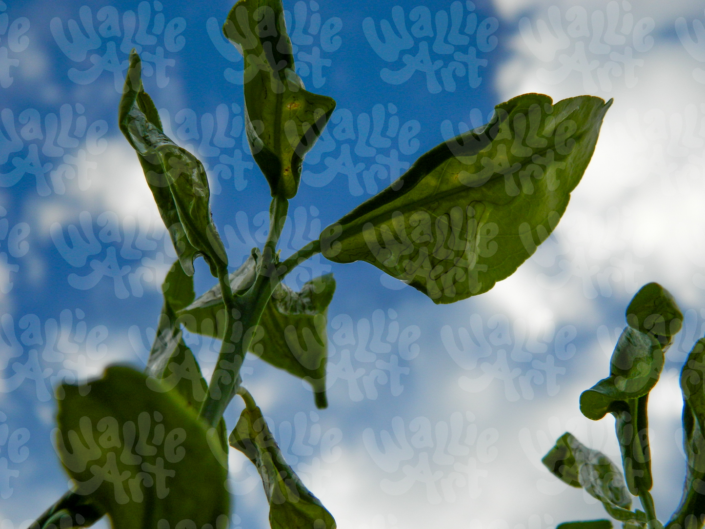 Leaves From Below | Stock Photo Digital Download | Personal & Limited Commercial License