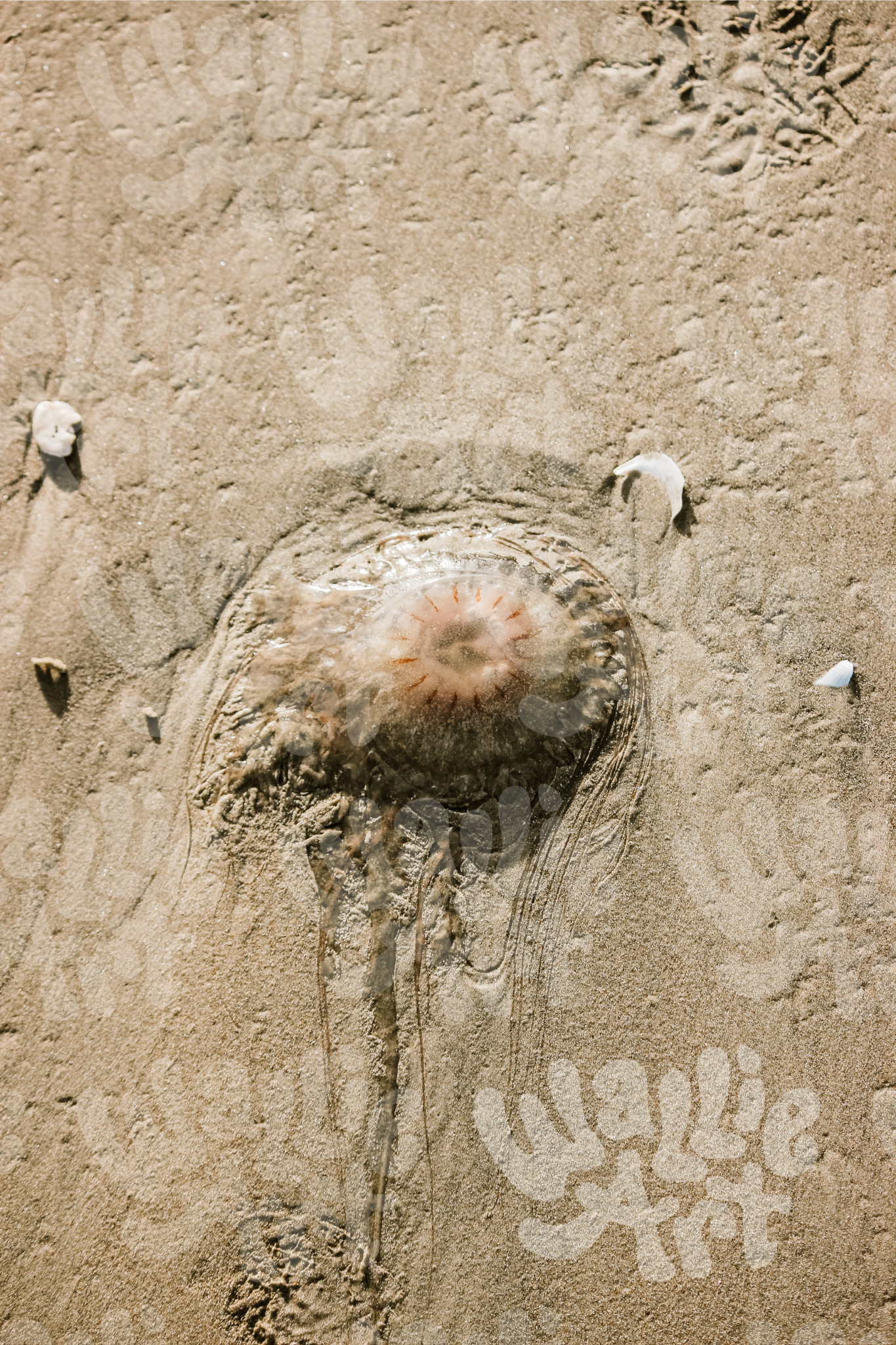 Washed Up Jellyfish | Texas | Stock Photo Digital Download | Personal & Limited Commercial License