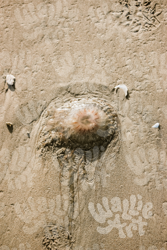 Washed Up Jellyfish | Texas | Stock Photo Digital Download | Personal & Limited Commercial License