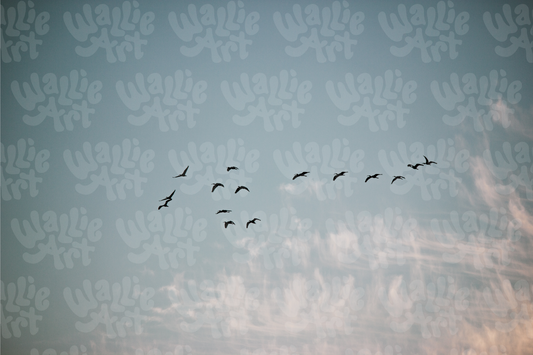 The Migrating Birds | Stock Photo Digital Download | Personal & Limited Commercial License