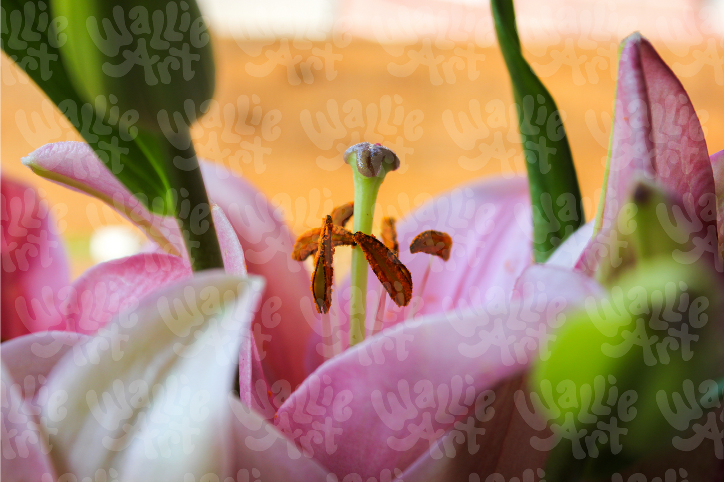 Blush Flower Close-Up | Stock Photo Digital Download | Personal & Limited Commercial License