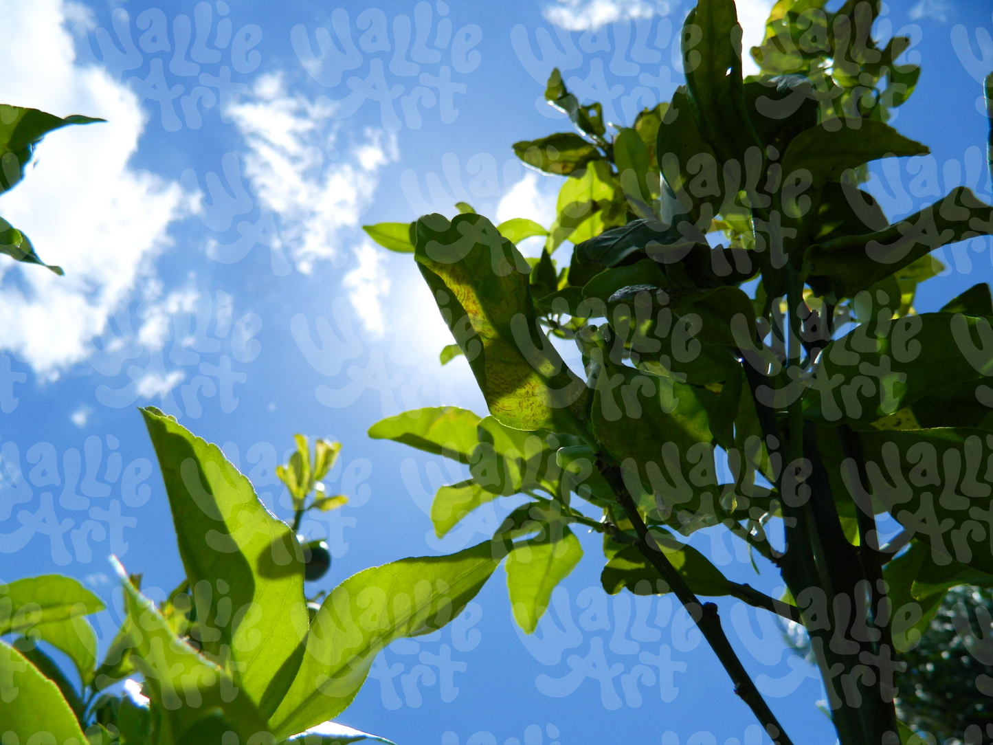 From The Tree's Shade | Stock Photo Digital Download | Personal & Limited Commercial License