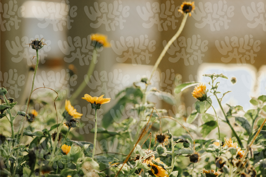 Dawn Wildflowers | Stock Photo Digital Download | Personal & Limited Commercial License