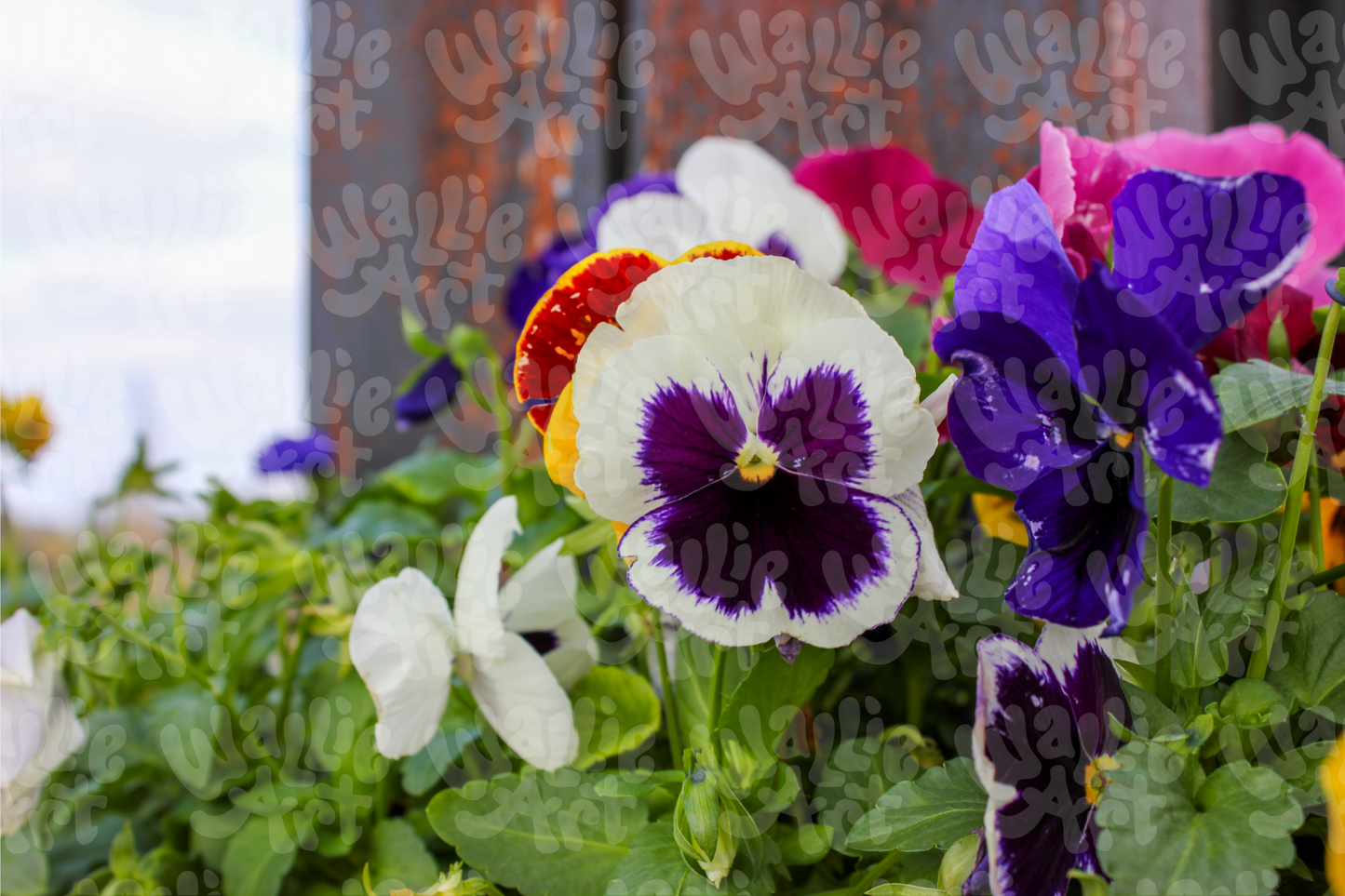 Spring Pansies | Stock Photo Digital Download | Personal & Limited Commercial License