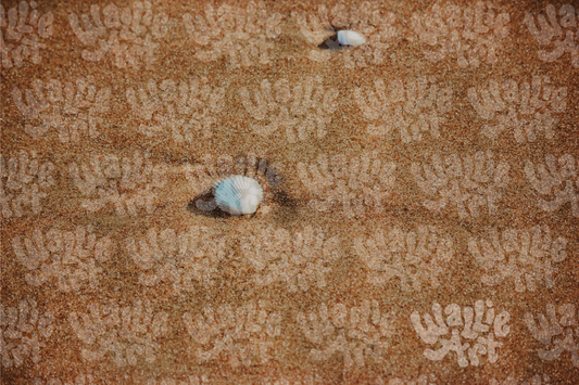 Tiny Sandy Shell | Stock Photo Digital Download | Personal & Limited Commercial License