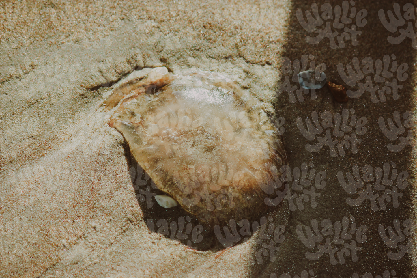 Jellyfish In The Sand | Texas  | Stock Photo Digital Download | Personal & Limited Commercial License