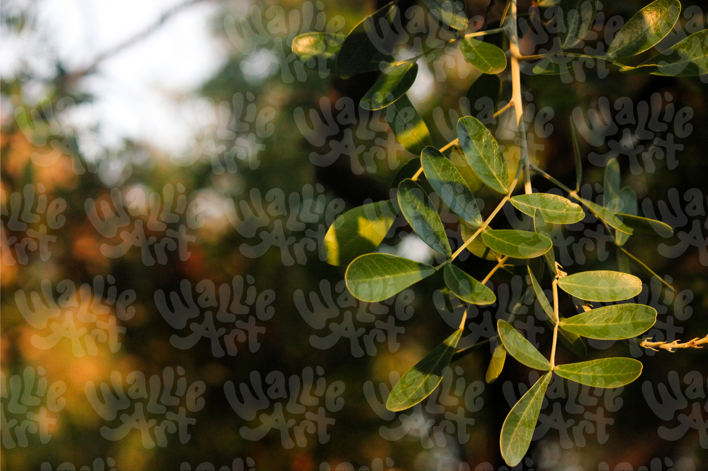 Branch In The Sunbeam | Stock Photo Digital Download | Personal & Limited Commercial License