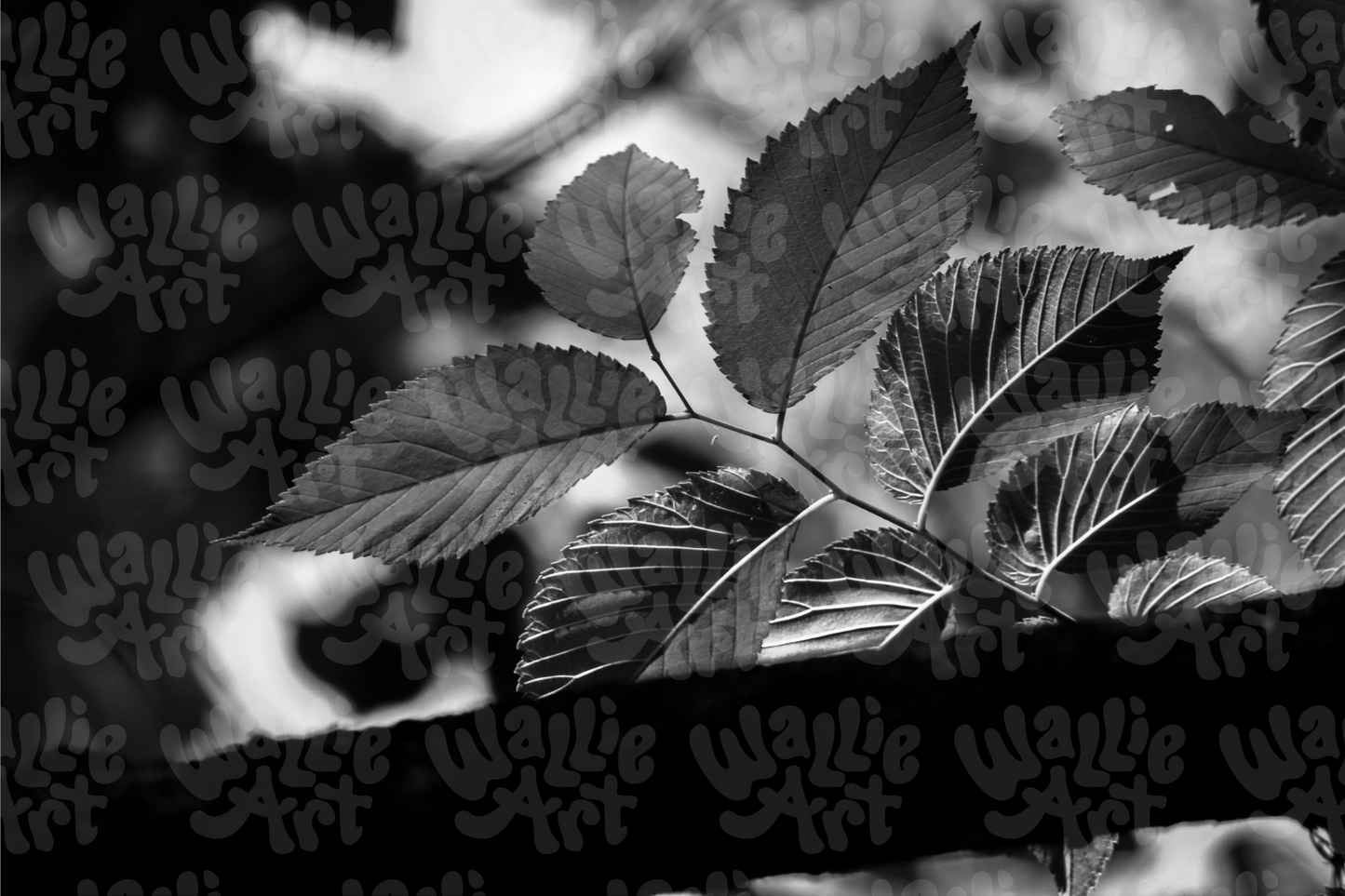 Deep Leaves | Black & White | Stock Photo Digital Download | Personal & Limited Commercial License