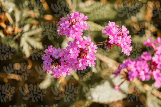 Pink Dew Flowers | Stock Photo Digital Download | Personal & Limited Commercial License